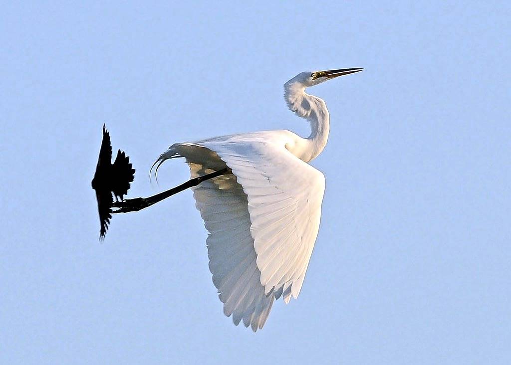 Redwinged Blackbird Vs Great Egret by keyimages-photography is licensed under CC BY-SA 2.0